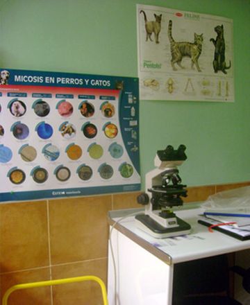 Clínica Veterinaria Zuera microscopio