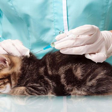 Clínica Veterinaria Zuera gato